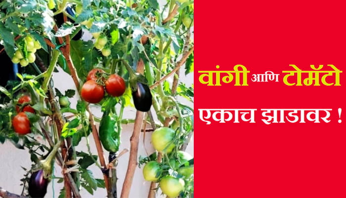 Vangi Tomato Yekach Zadavar