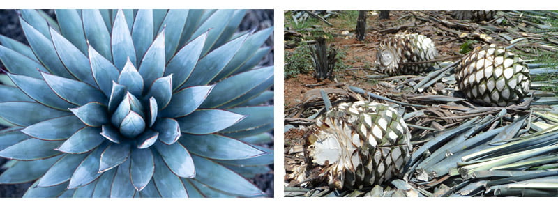 Blue Agave