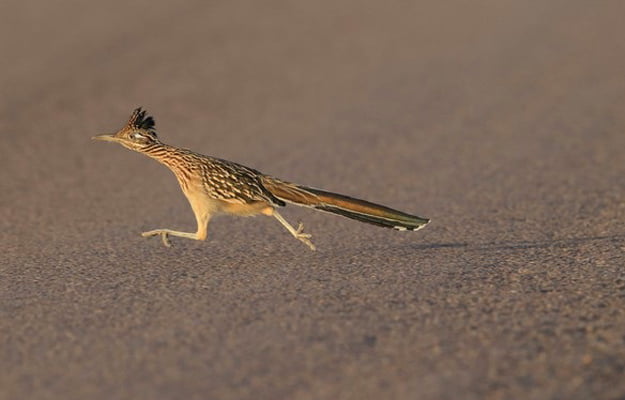 road runner