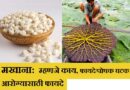 Makhana Information in Marathi