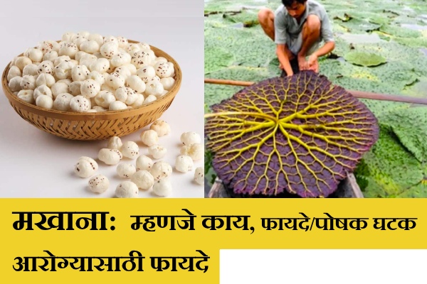 Makhana Information in Marathi