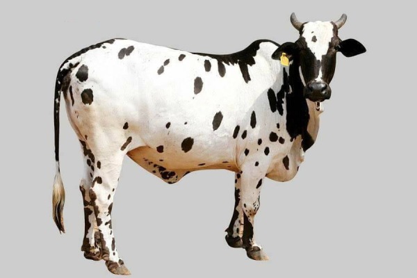 Dangi Cow info in Marathi