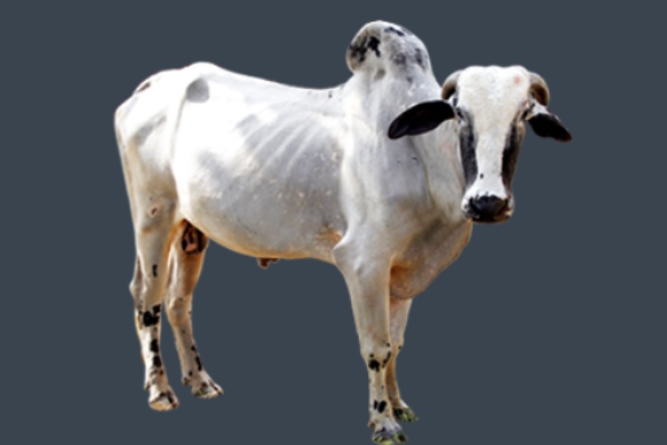 Deoni Cow info in Marathi