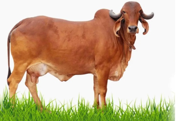 Gir Cow info in Marathi