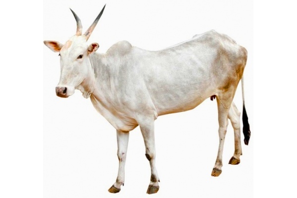 Khillar Cow info in Marathi