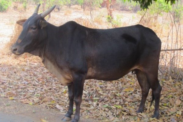 Konkan Kapila Cow info in Marathi