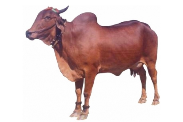 Lal Kandhari Cow info in Marathi