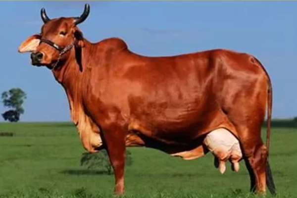 Lal Sindhi Cow info in Marathi