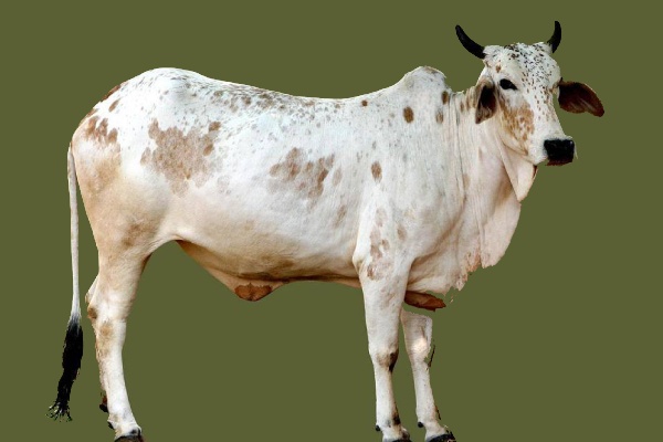 Rathi Cow info in Marathi