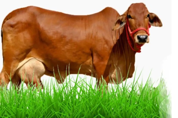 Sahiwal Cow info in Marathi