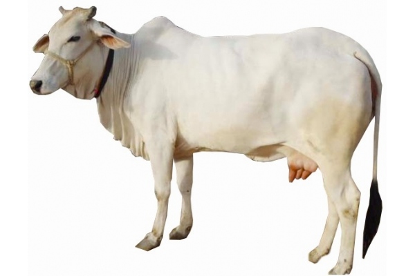 Tharparkar Cow info in Marathi